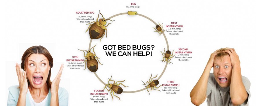 Syracuse Bed Bug Exterminator